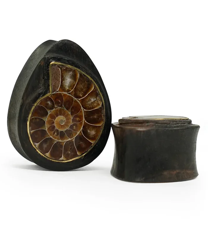 Areng Wood Teardrop Plugs with Ammonite Inlay